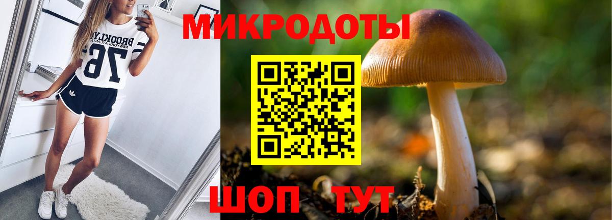 хочу   Костомукша  Псилоцибиновые грибы Psilocybine cubensis 